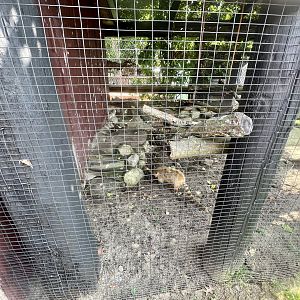 South American Coati