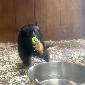Golden-Handed Tamarin
