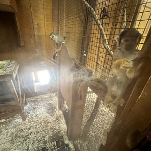 Attempting to manipulate lock.