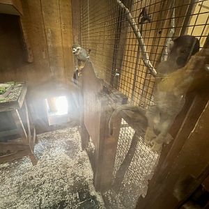 Determined Squirrel Monkey