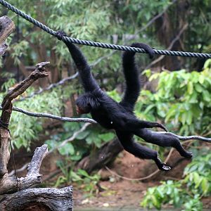 Swinging Spider Monkey