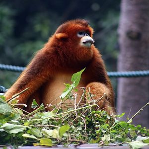 Golden Snub-nosed Monkey (Rhinopithecus roxellana)