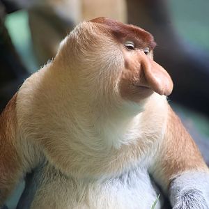 Proboscis Monkey (Nasalis larvatus)