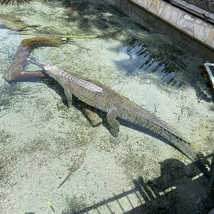 July 2023- Indian Gharial