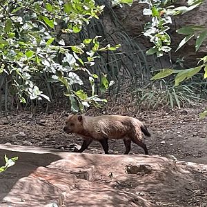 July 2023- Bush Dog