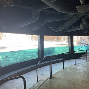 July 2023- Africa Live! Hippopotamus Exhibit