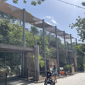 July 2023- White-Cheeked Gibbon Exhibit