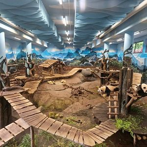 Panda indoor exhibit