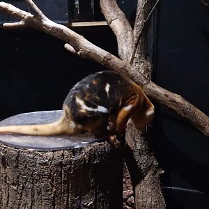 Spotted Cuscus