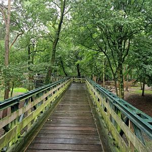Bridge over Brown Bear/ Eurasian Wolf exhibit