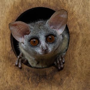 Senegal bushbaby (Galago senegalensis senegalensis)