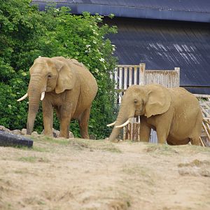 Tanya and Opal- African Elephants- 2/6/2023