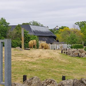 Tanya and Opal- African Elephants- 2/6/2023