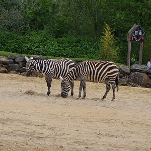 Maneless Zebra- 2/6/2023