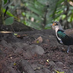 Bornean peacock-pheasant - (Ulu Telupid Forest Reserve, Sabah)