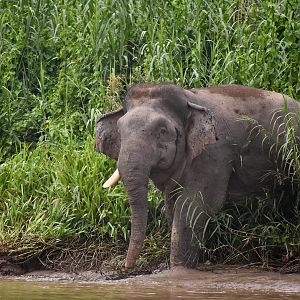 Bornean elephant - (Kinabatangan, Sabah)