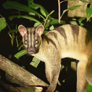 Banded palm civet - (Kinabatangan, Sabah)