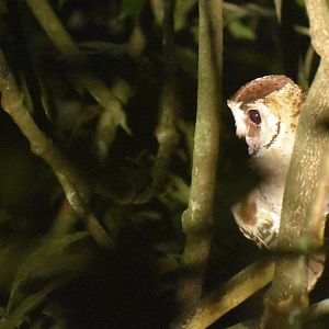 Oriental bay owl - (Kinabatangan, Sabah)