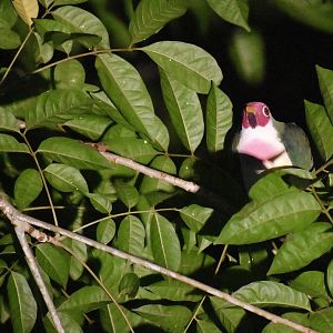 Jambu fruit dove - (Danum Valley Field Centre, Sabah)