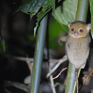Western tarsier - (Danum Valley Field Centre, Sabah)