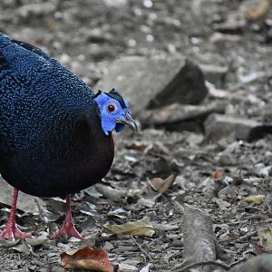 Bulwer's pheasant - (Trus Madi Conservation Area, Sabah)