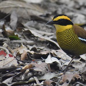 Bornean banded pitta - (Trus Madi Conservation Area, Sabah)