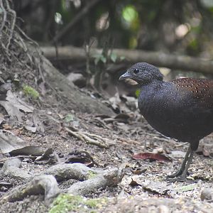 Mountain peacock-pheasant - (Bukit Tinggi, Pahang)