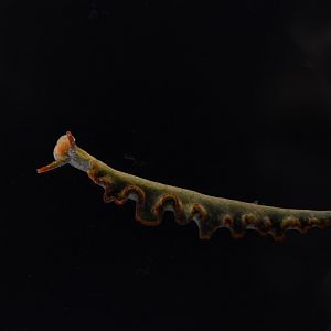Yaeyama solar-powered sea slug (Elysia yaeyamana)