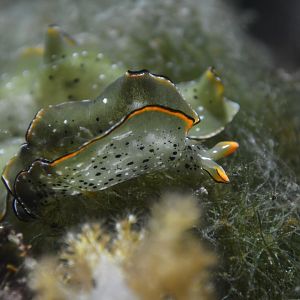 Dark-margined solar-powered sea slug (Elysia marginata)