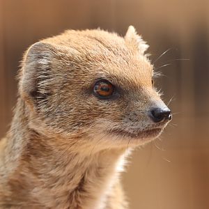 Yellow Mongoose