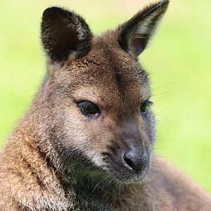 Red-necked Wallaby