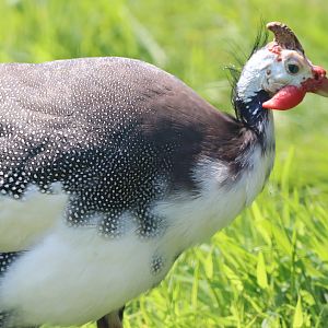 Domestic Helmeted Guineafowl