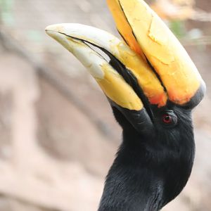Rhinoceros Hornbill
