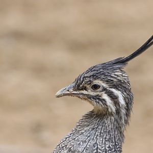 Elegant-crested Tinamou