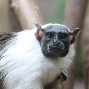 Pied Tamarin