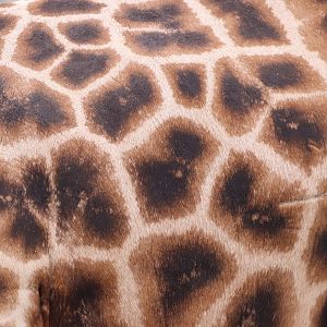 Rothchild's Giraffe Fur