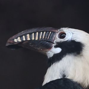 Visayan Tartaric Hornbill