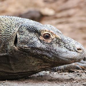 Komodo Dragon