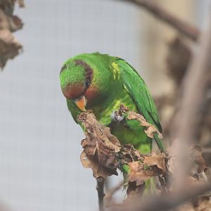 Mindanao Lorikeet