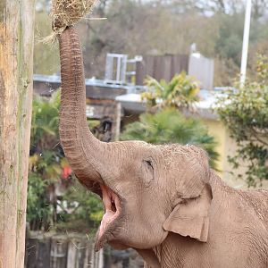 Asian Elephant 'Maya'