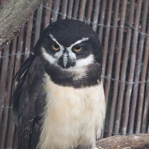 Spectacled Owl