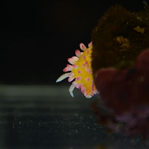 Ornate purple-tubercle nudibranch (Cadlinella ornatissima)
