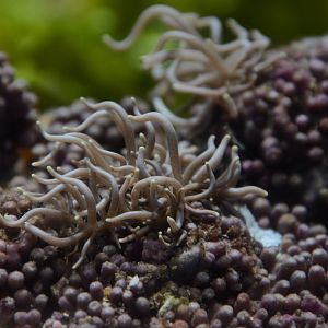 Briareum solar-powered nudibranch (Phyllodesmium briareum)