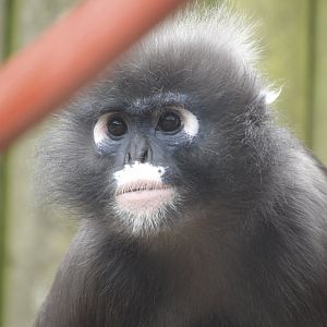 Dusky Langur (Trachypithecus obscurus)