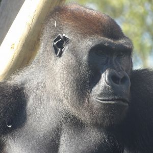 Lope (Western Lowland Gorilla)