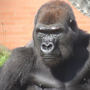 Lope (Western Lowland Gorilla)