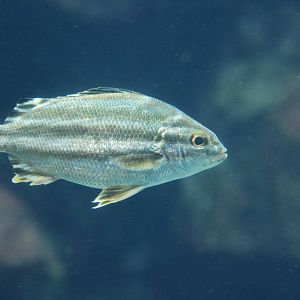 Largescaled terapon (Terapon theraps)
