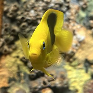 Rock Beauty (Holacanthus tricolor)