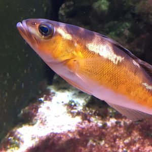 Tobacco Basslet (Serranus tabacarius)
