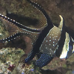 Banggai Cardinalfish (Pterapogon kauderni)